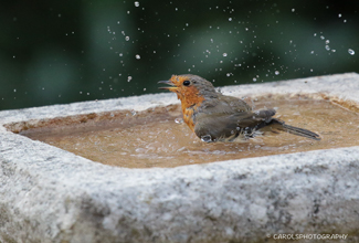 ROBIN (Erithacus rubecula)